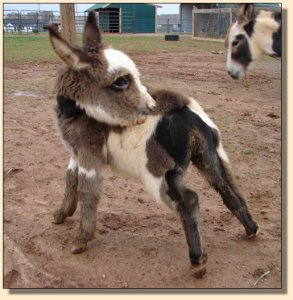 Pony-Tail after her successful operation