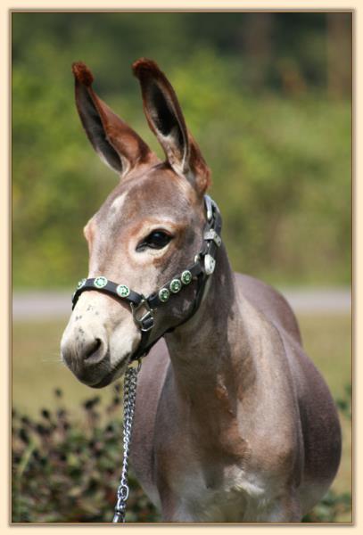 Big Money, a.k.a. Mister Big, dark red jack with star for sale at Half Ass Acres Minaiture Donkeys