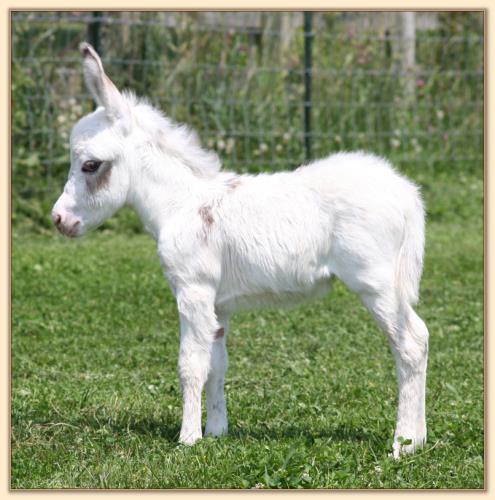 Cute Too Boot, spotted miniature donkey jennet