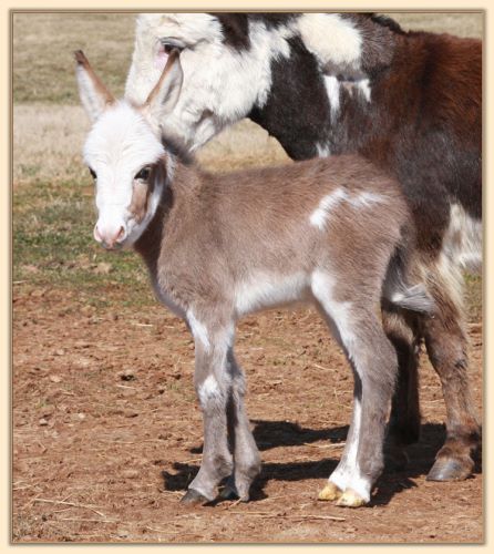 HHAA Pajama Girl, spotted jennet for sale at Half Ass Acres