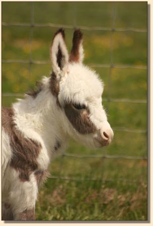 HHAA Bonafide, spotted miniature donkey