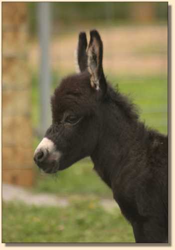 Miniature donkeys, HHAA Boy Toy