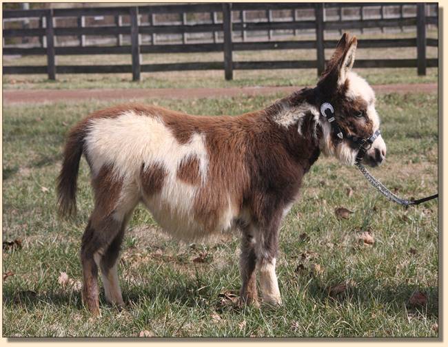 Castlewood's Puttin' on the Ritz at seven months of age.