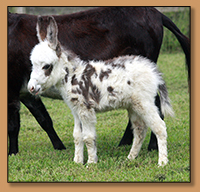 HHAAA Shivers, tyger spotted miniature donkey jennet born at Half Ass Acres.