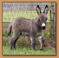 HHAA Bite the Bullet, dark brown miniature donkey gelding.