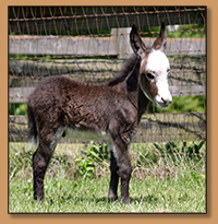 HHAA Punchline, Masked Spotted Miniature Donkey Gelding