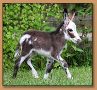 HHAA Glass Slipper (Cinder), Dark Spotted Miniature Donkey Jennet