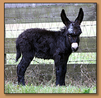 HHAA Shooting Star (Vega), Black with Star Miniature Donkey Jennet