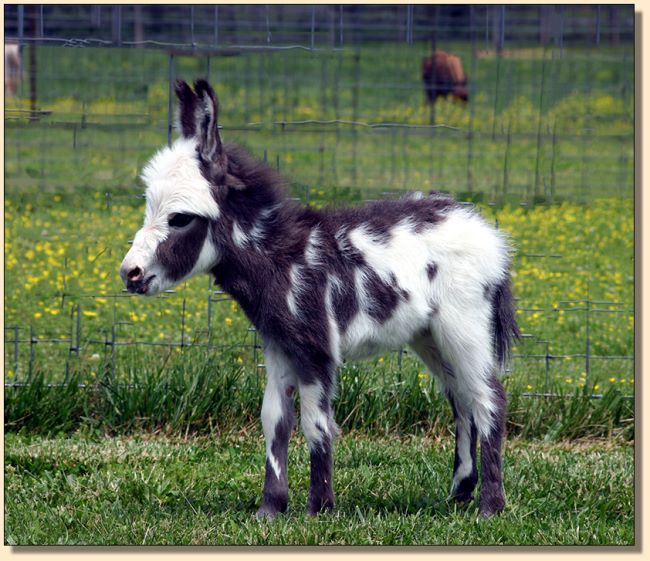 HHAA Bug Juice, dark spotted jennet born at Half Ass Acres Miniature Donkey Farm