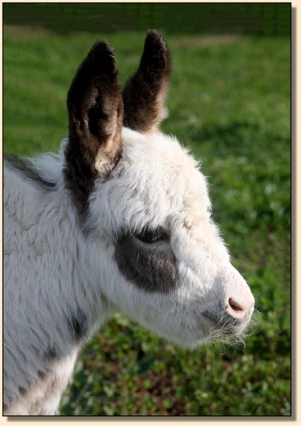 HHAA Peeping Tom, spotted miniature donkey jack born at Half Ass Acres.