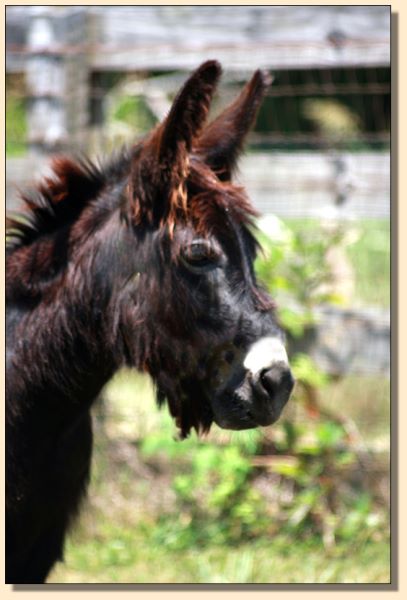 Promises, Promises, Black Miniature Donkey Jennet born at Half Ass Acres in 2017