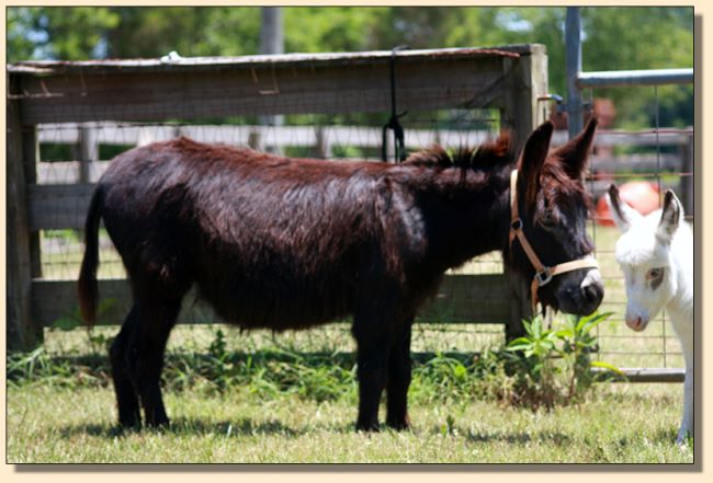 Promises, Promises, Black Miniature Donkey Jennet born at Half Ass Acres in 2017