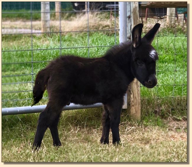 H. R. Diamond in the Ruff, dark miniature donkey with star, no light points and blue/gray eyes.