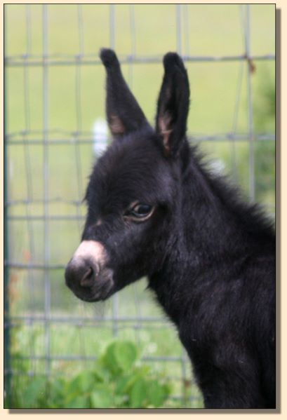 HHAA Infinity (Finn), miniature donkey for sale.