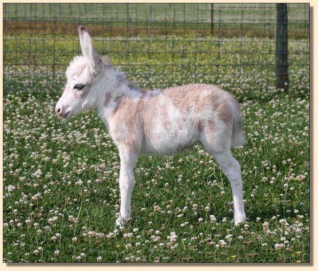 HHAA Little White Lie (Liza), frosted spotted white miniature donkey jennet born at Half Ass Acres.