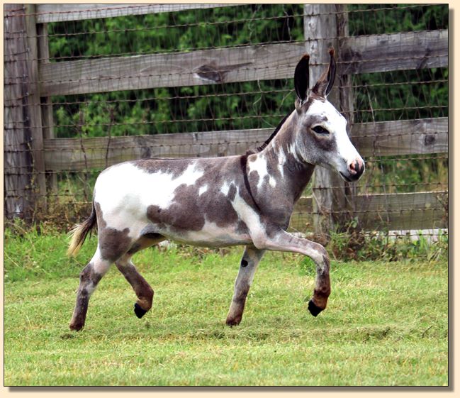 HHAA Shamy, Dark Gray and White Spotted Jack born at Half Ass Acres