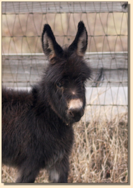 HHAA A Penny Saved, dark brown miniature donkey jennet for sale at Half Ass Acres in Chapel Hill, Tennessee.