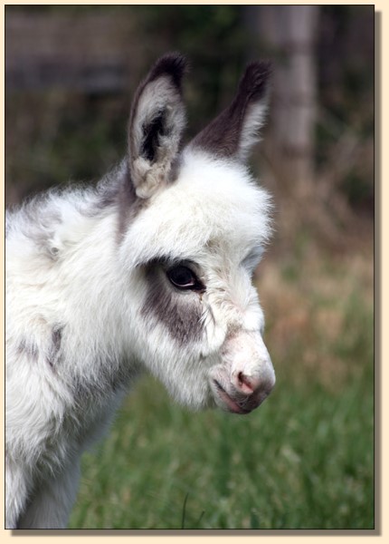 HHAA Bug Bite, a.k.a. Chigger, tyger spotted miniature donkey jennet for sale at Half Ass Acres in Chapel Hill, Tennessee.