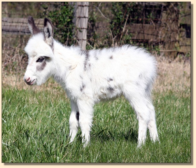 HHAA Bug Bite, a.k.a. Chigger, tyger spotted miniature donkey jennet for sale at Half Ass Acres in Chapel Hill, Tennessee.