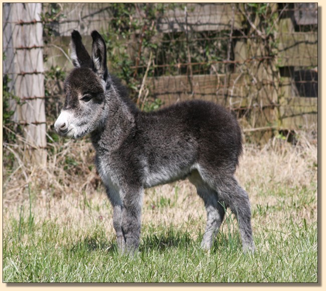 HHAA Sweet Tooth (Kandi), brown/roan miniature donkey jennet for sale at Half Ass Acres in Chapel Hill, Tennessee.