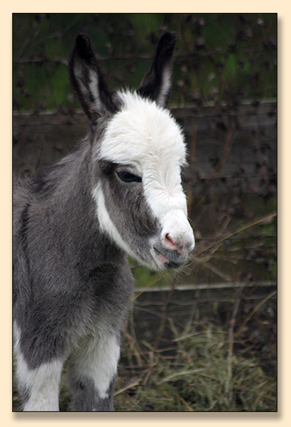 HHAA Truth Bumps (Truly), spotted miniature donkey jennet at Half Ass Acres.