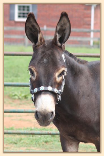 Click photo of miniature donkey to enlarge image