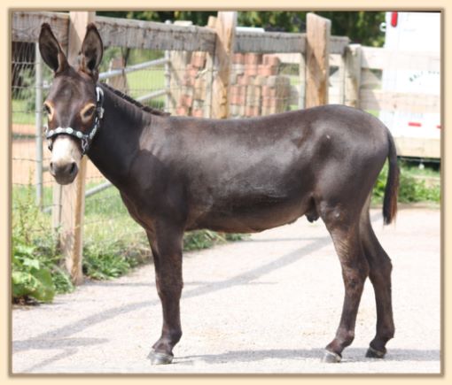 Click photo of miniature donkey to enlarge image