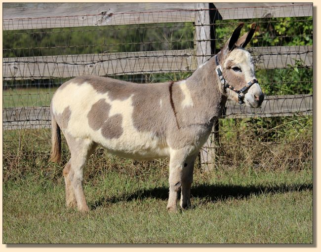 Butters, spotted jennet for sale at Half Ass Acres.