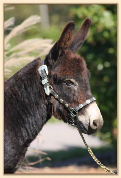 Dan D Lion, black miniature donkey gelding for sale