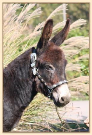 Dan D Lion, black miniature donkey gelding for sale