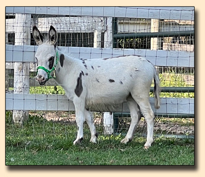 Spotted Miniature Donkey For Sale