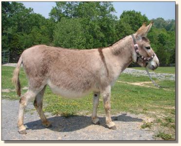 Click photo of miniature donkey to enlarge image