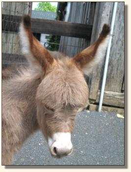 Click photo of miniature donkey to enlarge image