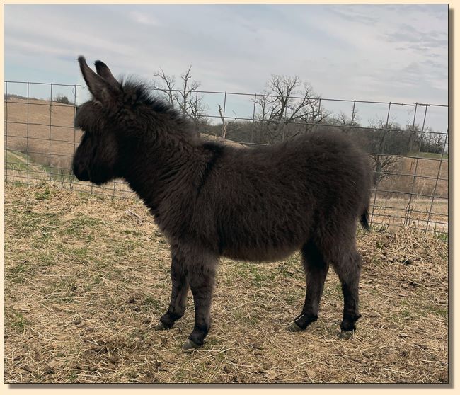 TLA Lady Jo Jo, dark brown with no light points miniature jennet for sale.