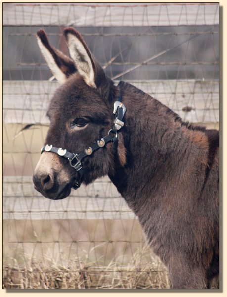 Itsy Bitsy Burro Co. Leading Lady, Champion Producing Brood Jennet for sale at Half Ass Acres in Chapel Hill, Tennessee