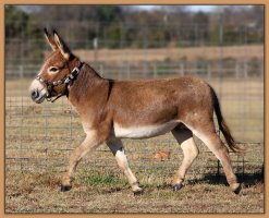 Best of Breed Champion Cedar Oak's Rojo