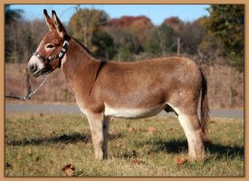 Best of Breed Champion Cedar Oaks Rojo