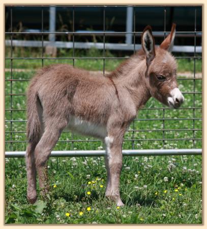 Peachy's Light Red Jennet