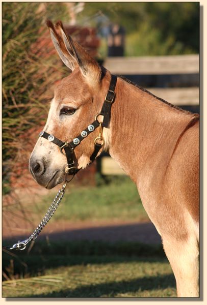 Designer Donkeys' Posy, red miniature donkey jennet for sale at Half Ass Acres.