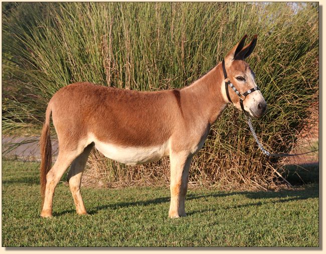 Designer Donkeys' Posy, red miniature donkey jennet for sale at Half Ass Acres.