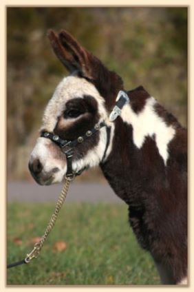 Parkway Farms Scout, dark brown and white spotted miniature donkey jack for sale