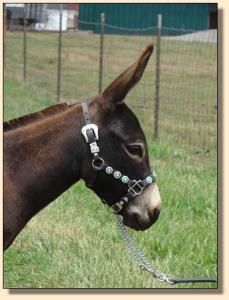 Click photo  of miniature donkey to enlarge imag