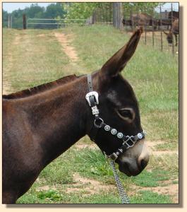 Click photo  of miniature donkey to enlarge imag