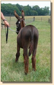 Click photo  of miniature donkey to enlarge image