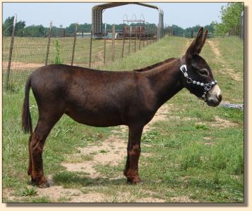 Click photo  of miniature donkey to enlarge imag