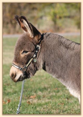 KiTerra's Yoda, gray-dun miniature donkey gelding for sale at Half Ass Acres Miniature Donkeys