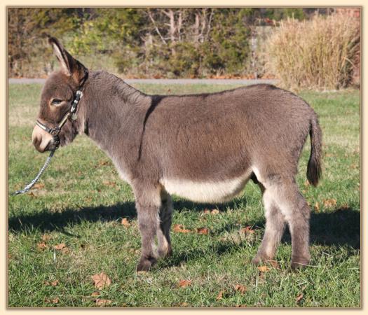 KiTerra's Yoda, gray-dun miniature donkey gelding for sale at Half Ass Acres Miniature Donkeys