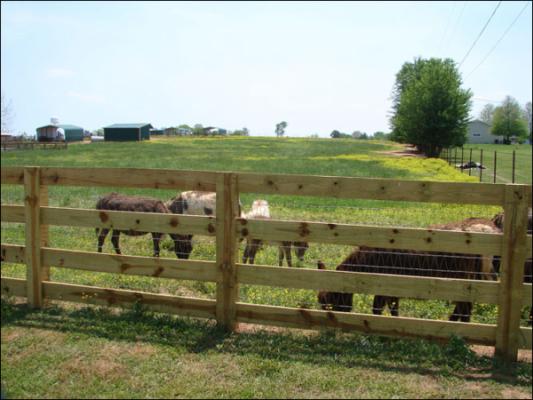 Our new arena at Half Ass Acres Miniature Donkey Farm