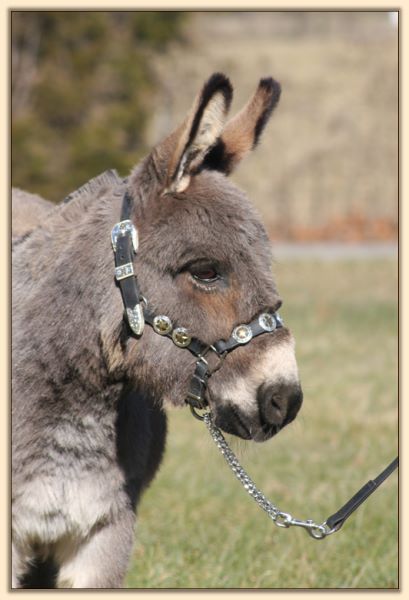 Cornell's Cadillac Jack, trained driving miniature donkey gelding