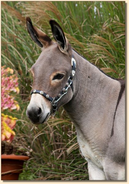 J & E Fabian, gray show gelding at Half Ass Acres Miniature Donkey Farm.